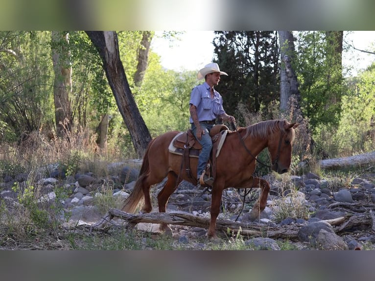 Quarter horse américain Hongre 9 Ans 145 cm Alezan cuivré in Camp Verde AZ