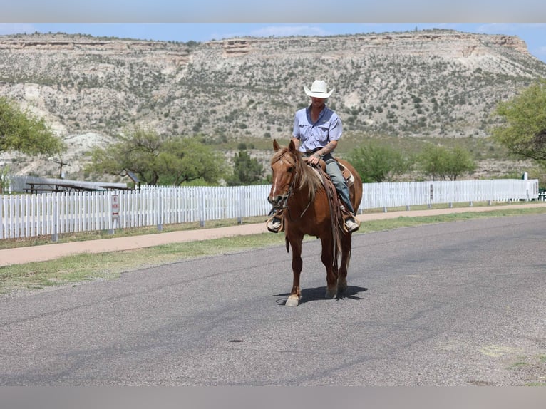 Quarter horse américain Hongre 9 Ans 145 cm Alezan cuivré in Camp Verde AZ