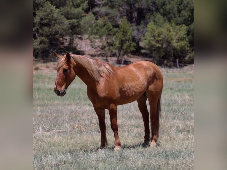 Quarter horse américain Hongre 9 Ans 145 cm Alezan cuivré in Camp Verde AZ