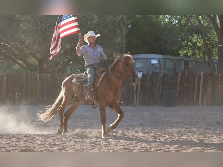 Quarter horse américain Hongre 9 Ans 145 cm Alezan cuivré in Camp Verde AZ