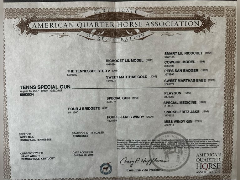 Quarter horse américain Hongre 9 Ans 145 cm Bai cerise in Stephenville TX