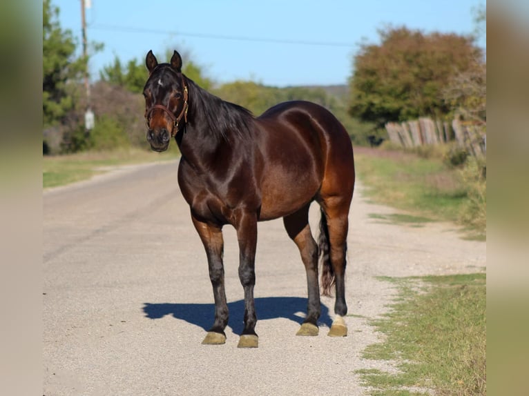 Quarter horse américain Hongre 9 Ans 145 cm Bai cerise in Stephenville TX