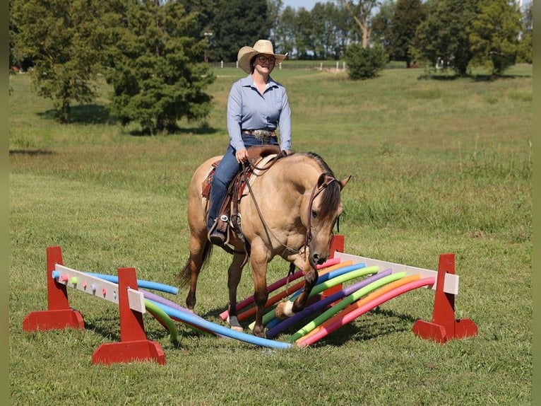 Quarter horse américain Hongre 9 Ans 145 cm Buckskin in Mount Vernon