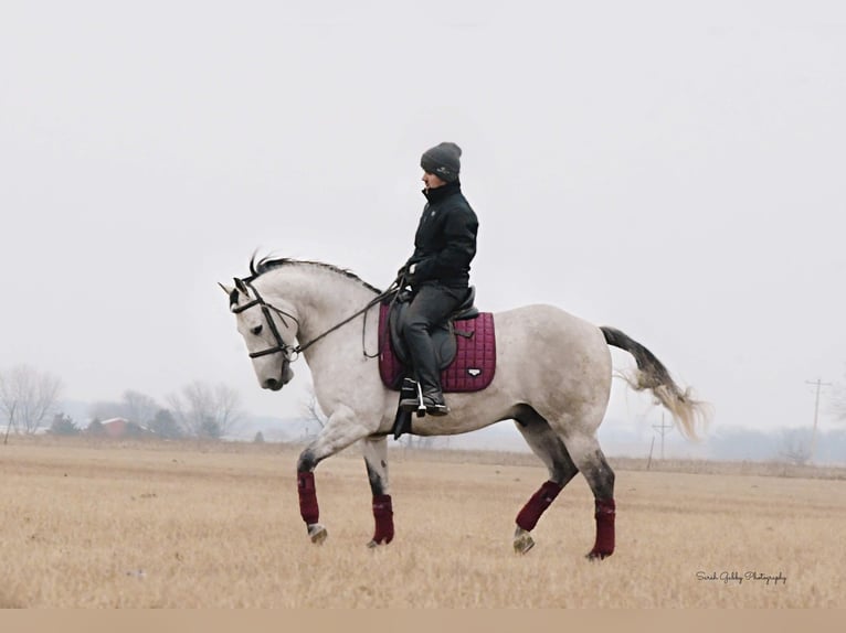 Quarter horse américain Hongre 9 Ans 145 cm Gris pommelé in Fairbank IA