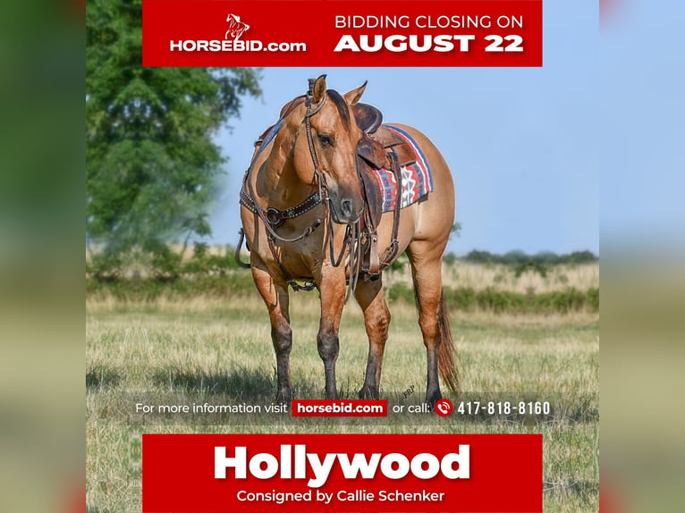 Quarter horse américain Hongre 9 Ans 145 cm Isabelle in Halfway, MO