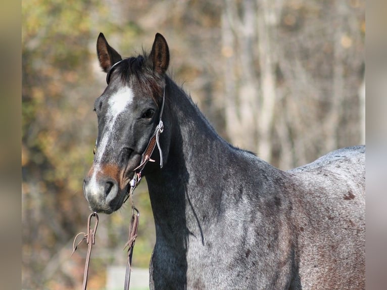 Quarter horse américain Hongre 9 Ans 145 cm Rouan Bleu in Mount Vernon