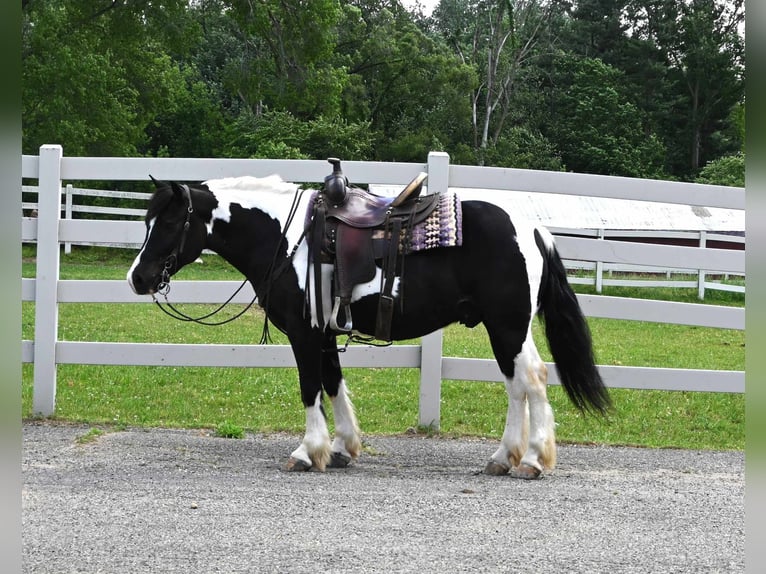 Quarter horse américain Hongre 9 Ans 145 cm Tobiano-toutes couleurs in Sturgis MI