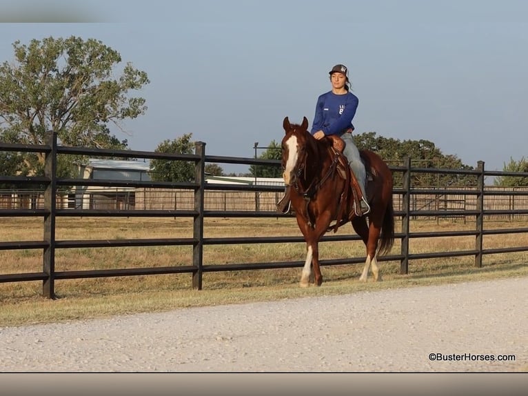 Quarter horse américain Hongre 9 Ans 147 cm Alezan brûlé in Weatherford TX