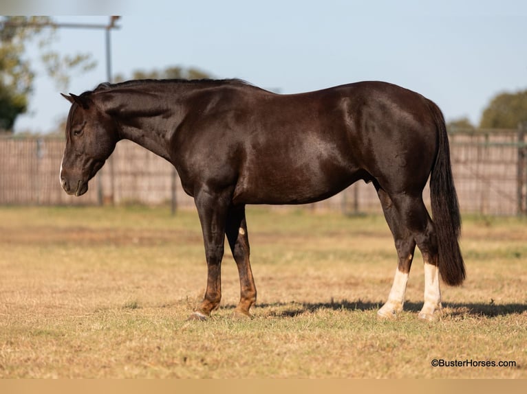 Quarter horse américain Hongre 9 Ans 147 cm Alezan brûlé in Weatherford TX