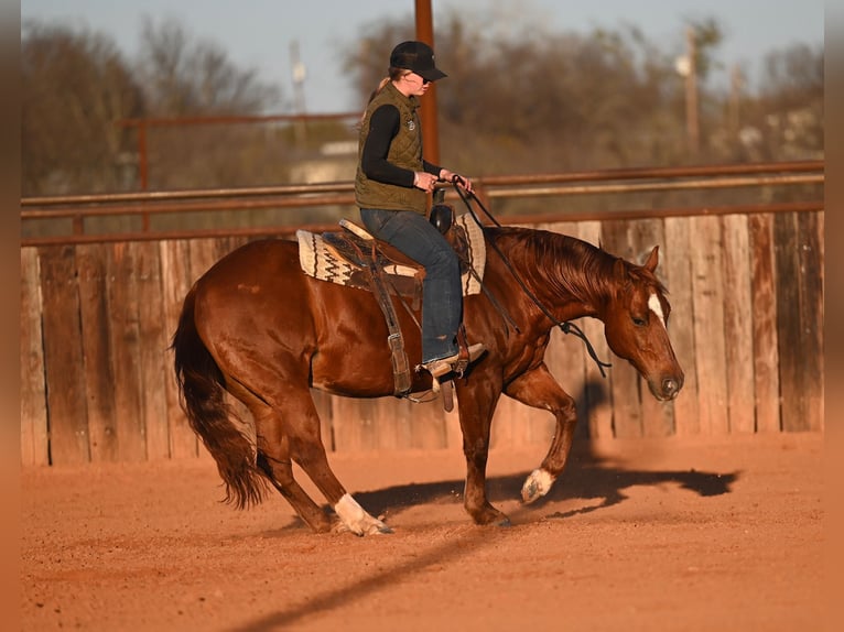 Quarter horse américain Hongre 9 Ans 147 cm Alezan cuivré in Waco