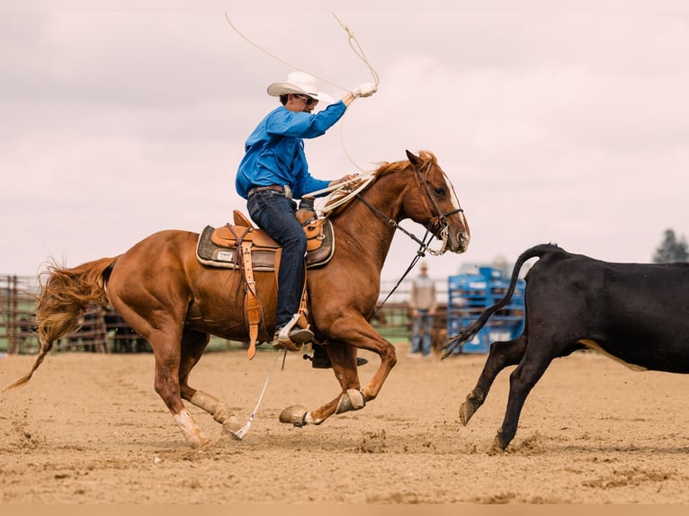 Quarter horse américain Hongre 9 Ans 147 cm Alezan cuivré in Decorah