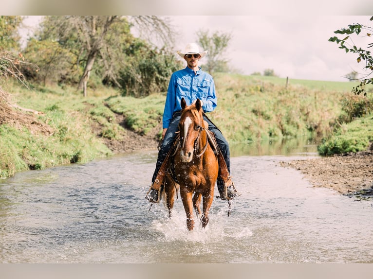 Quarter horse américain Hongre 9 Ans 147 cm Alezan cuivré in Decorah