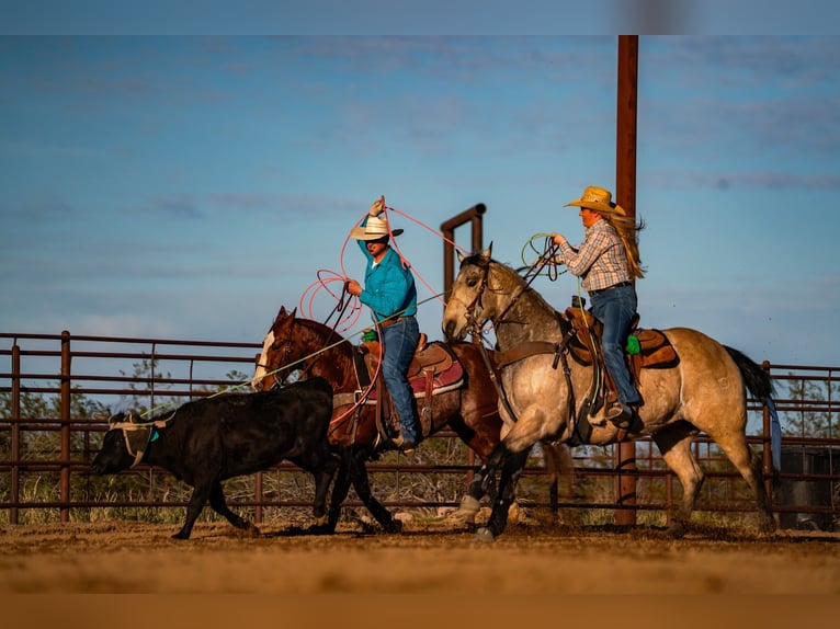 Quarter horse américain Hongre 9 Ans 147 cm Alezan cuivré in Dubois
