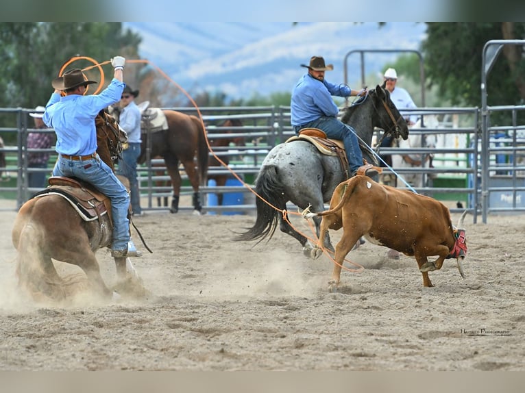 Quarter horse américain Hongre 9 Ans 147 cm Alezan cuivré in Dubois