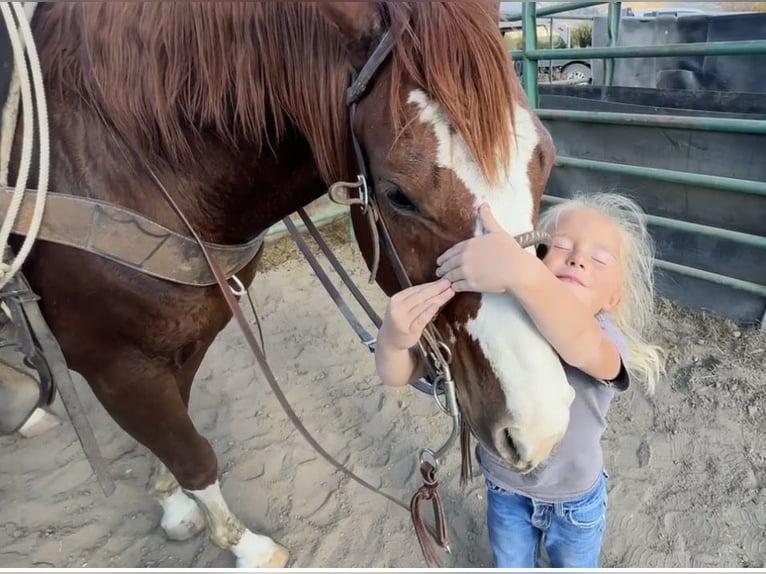 Quarter horse américain Hongre 9 Ans 147 cm Alezan cuivré in Dubois