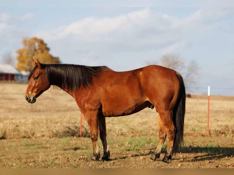 Quarter horse américain Hongre 9 Ans 147 cm Bai cerise in Quitman