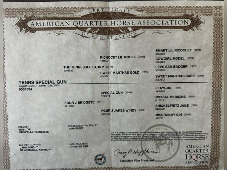 Quarter horse américain Hongre 9 Ans 147 cm Bai cerise in STEPHENVILLE, TX