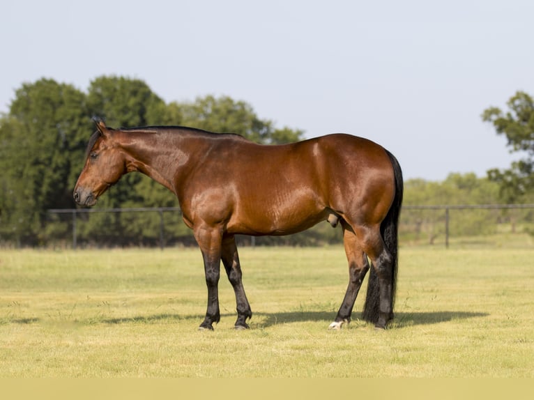 Quarter horse américain Hongre 9 Ans 147 cm Bai cerise in Pilot Point, TX