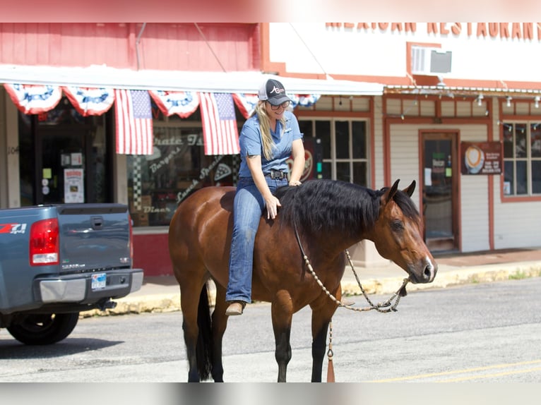 Quarter horse américain Hongre 9 Ans 147 cm Bai cerise in Pilot Point, TX