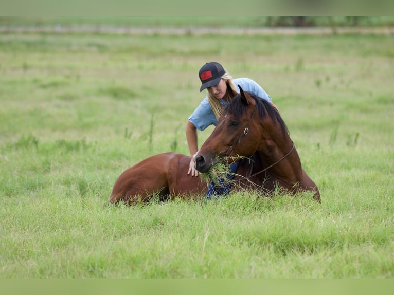 Quarter horse américain Hongre 9 Ans 147 cm Bai cerise in Pilot Point, TX