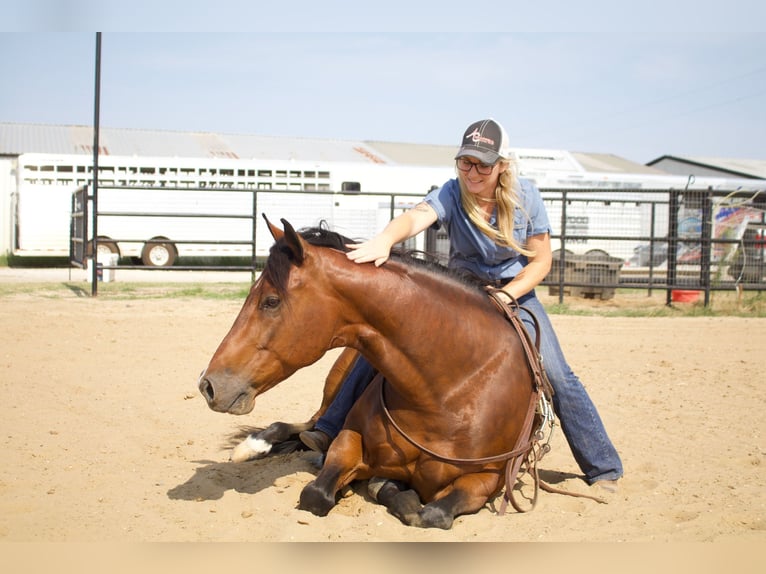 Quarter horse américain Hongre 9 Ans 147 cm Bai cerise in Pilot Point, TX