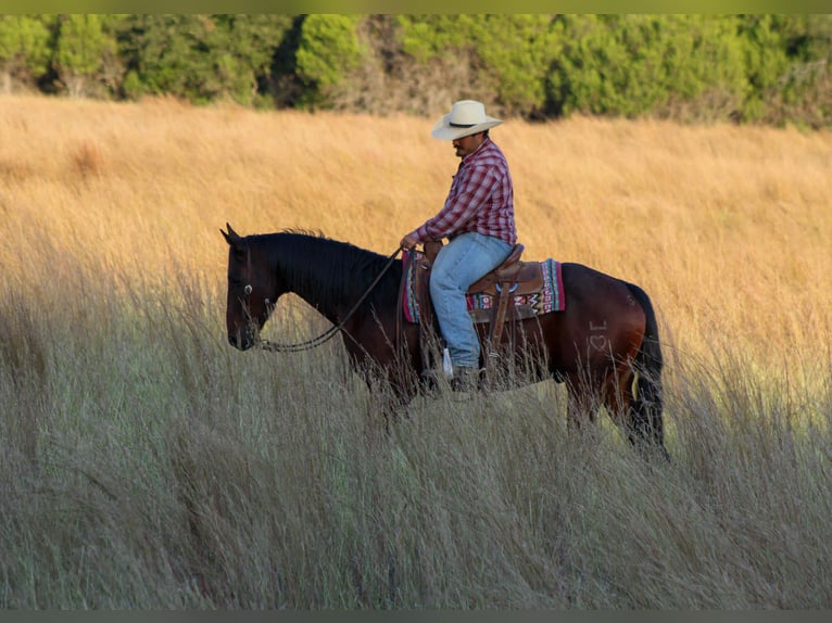 Quarter horse américain Hongre 9 Ans 147 cm Bai cerise in Stephenville TX