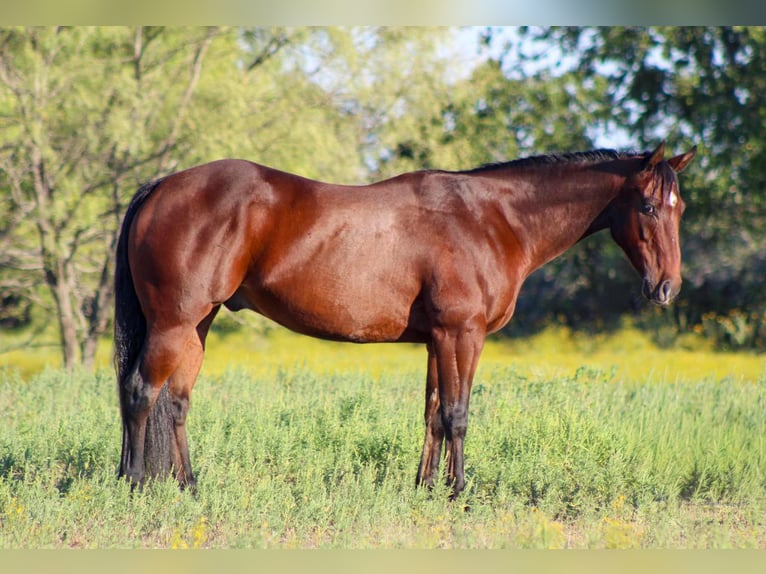 Quarter horse américain Hongre 9 Ans 147 cm Bai cerise in Stephenville TX