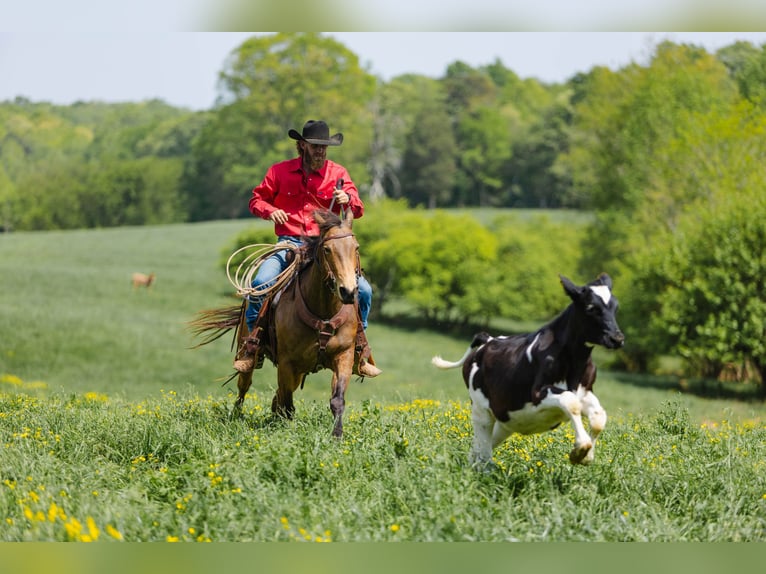 Quarter horse américain Hongre 9 Ans 147 cm Buckskin in Cherryville