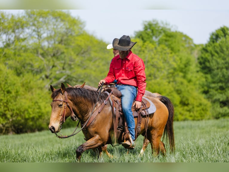 Quarter horse américain Hongre 9 Ans 147 cm Buckskin in Cherryville
