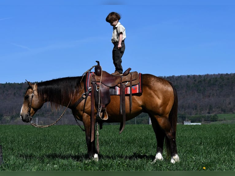 Quarter horse américain Hongre 9 Ans 147 cm Buckskin in Rebersburg