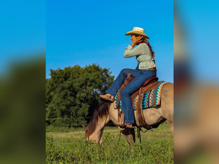 Quarter horse américain Hongre 9 Ans 147 cm Grullo in Hardinsburg IN