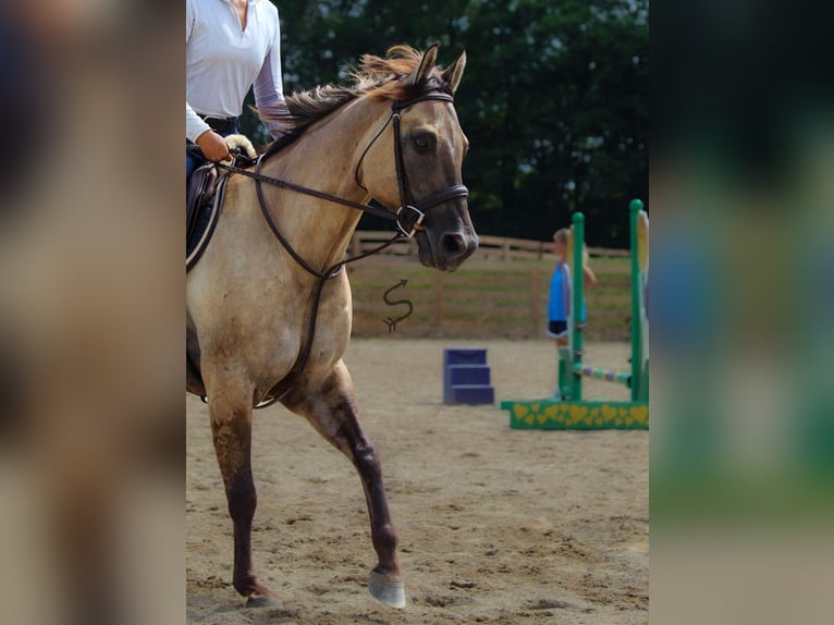 Quarter horse américain Hongre 9 Ans 147 cm Grullo in Hardinsburg IN