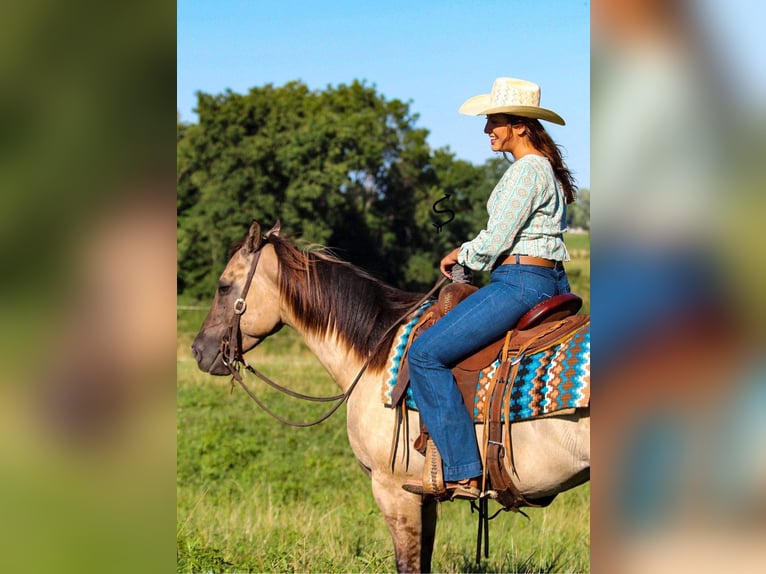 Quarter horse américain Hongre 9 Ans 147 cm Grullo in Hardinsburg IN