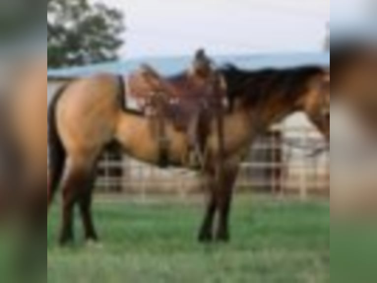 Quarter horse américain Hongre 9 Ans 147 cm Grullo in Waco TX