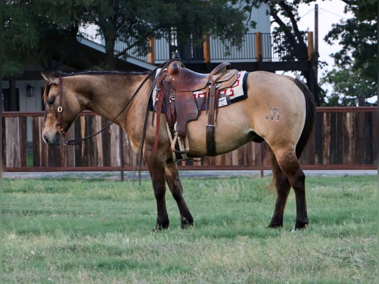 Quarter horse américain Hongre 9 Ans 147 cm Grullo in Waco TX