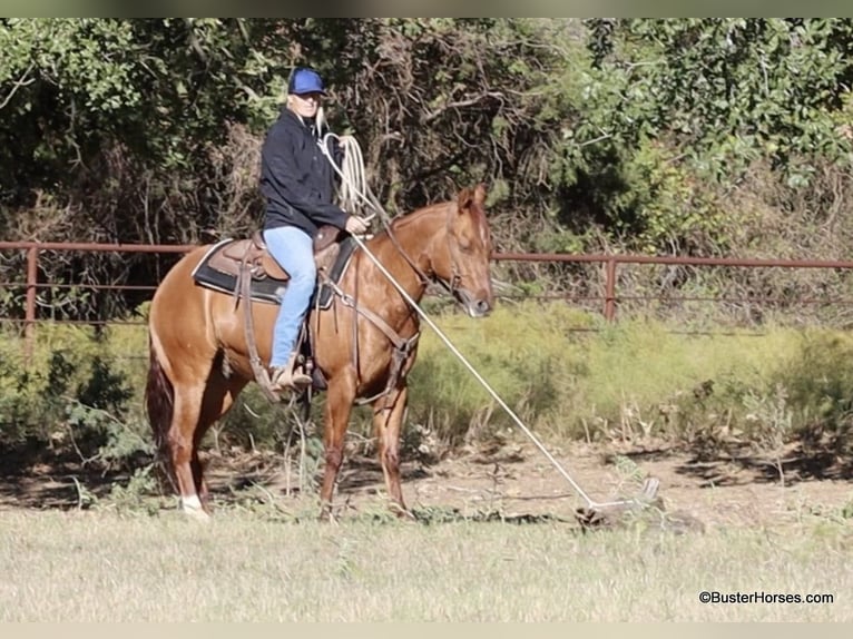 Quarter horse américain Hongre 9 Ans 147 cm Isabelle in Weatherford TX