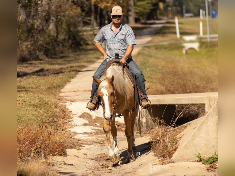 Quarter horse américain Hongre 9 Ans 147 cm Palomino in Troy