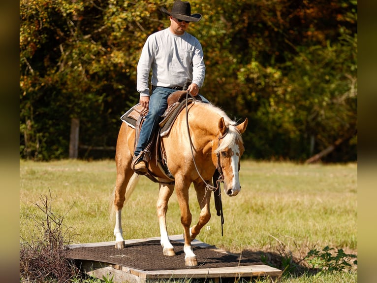 Quarter horse américain Hongre 9 Ans 147 cm Palomino in Troy