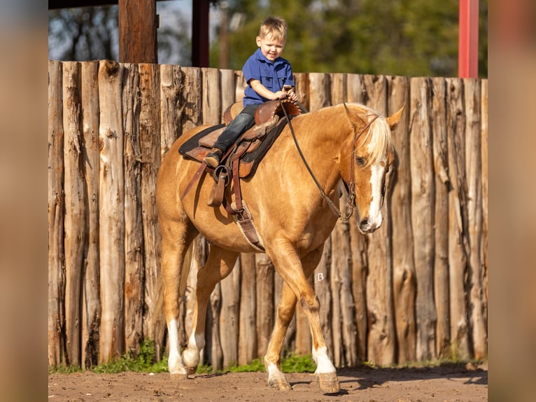Quarter horse américain Hongre 9 Ans 147 cm Palomino in Troy