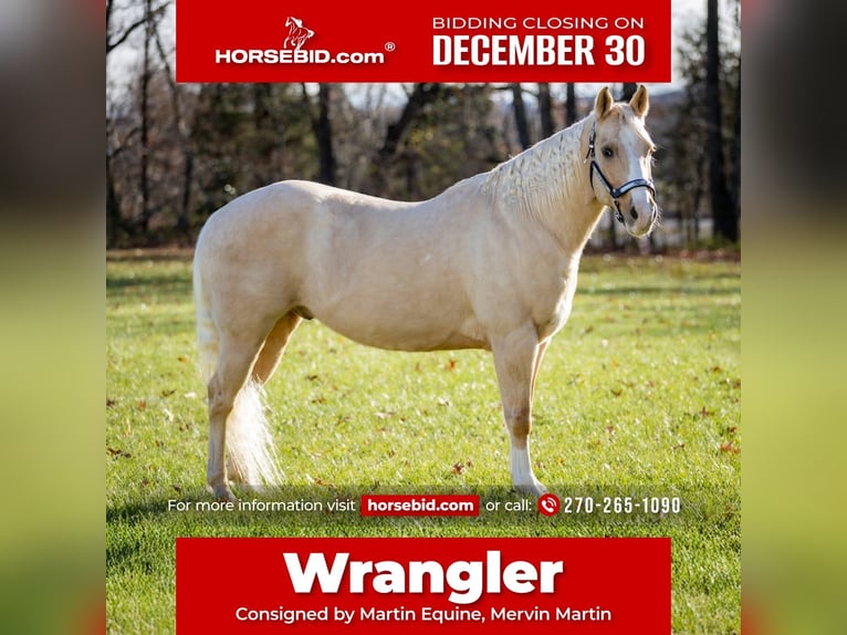 Quarter horse américain Hongre 9 Ans 147 cm Palomino in Elkton, KY