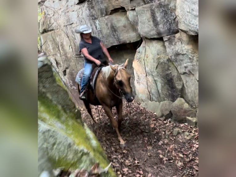 Quarter horse américain Hongre 9 Ans 147 cm Palomino in Henderson KY