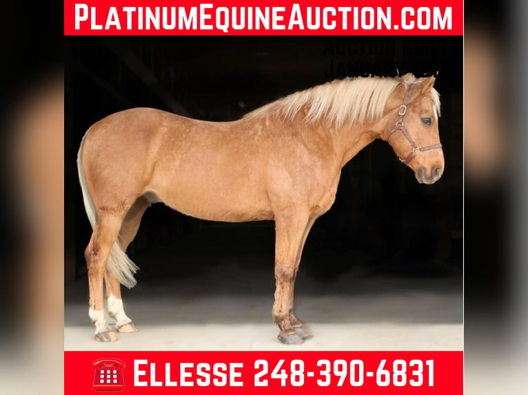 Quarter horse américain Hongre 9 Ans 147 cm Palomino in Howell, MI