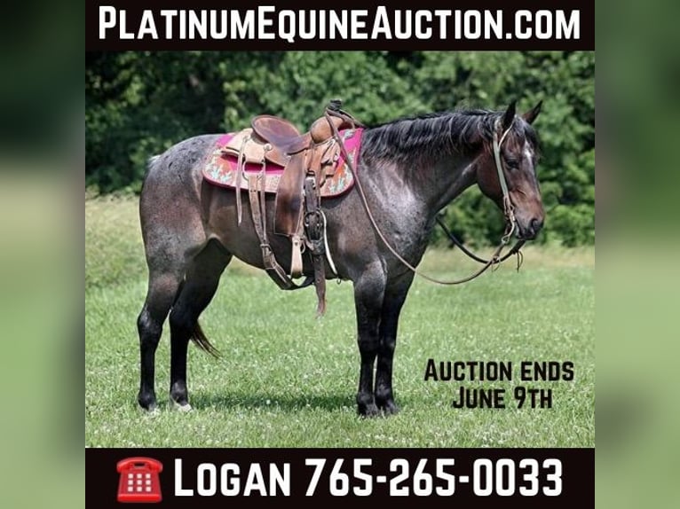 Quarter horse américain Hongre 9 Ans 147 cm Roan-Bay in Level Green Ky