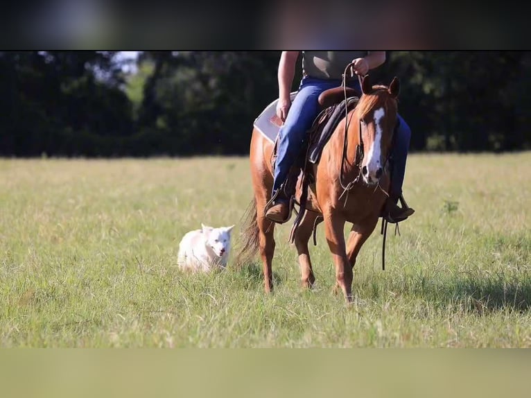 Quarter horse américain Hongre 9 Ans 150 cm Alezan brûlé in Canton TX