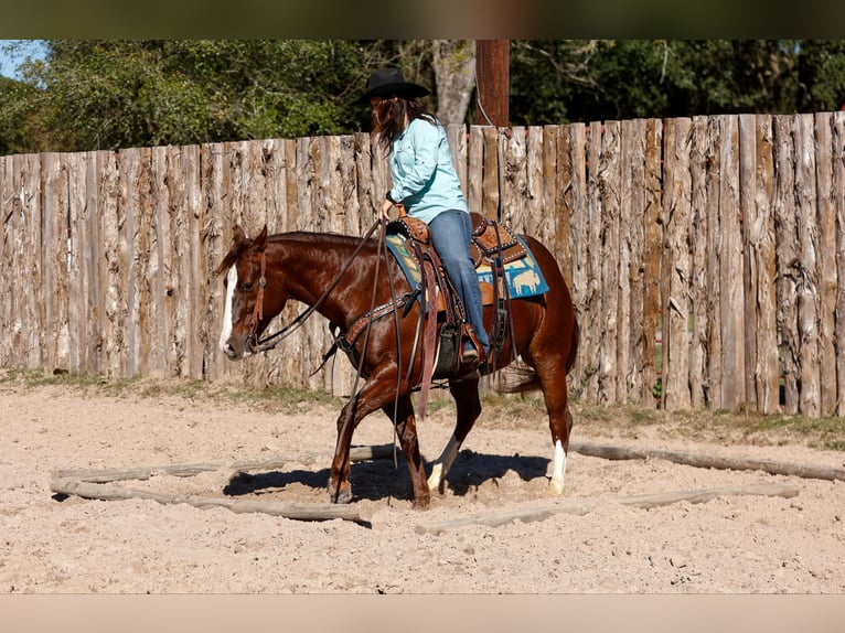 Quarter horse américain Hongre 9 Ans 150 cm Alezan brûlé in Rusk TX