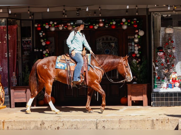 Quarter horse américain Hongre 9 Ans 150 cm Alezan brûlé in Rusk TX