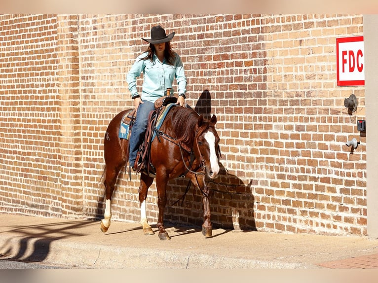 Quarter horse américain Hongre 9 Ans 150 cm Alezan brûlé in Rusk TX