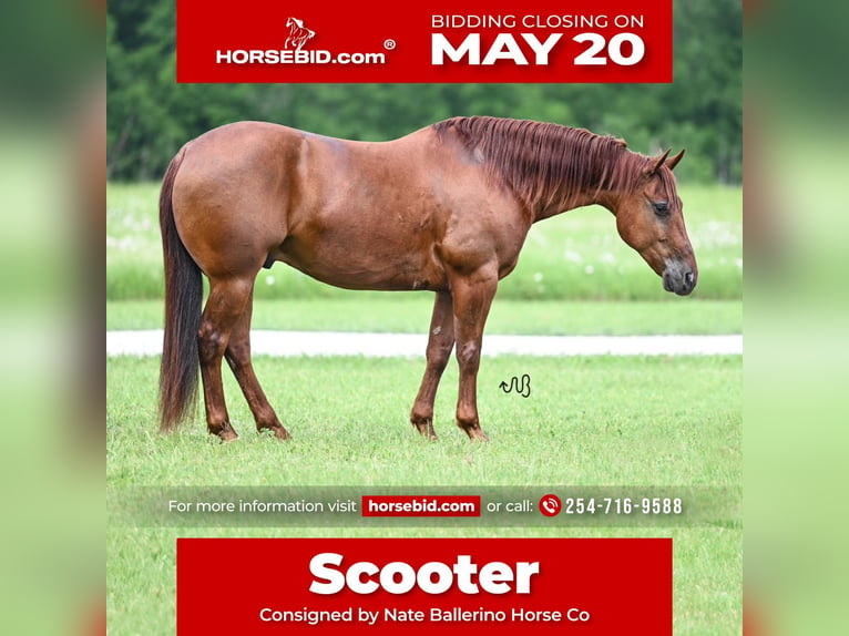 Quarter horse américain Hongre 9 Ans 150 cm Alezan cuivré in Waco