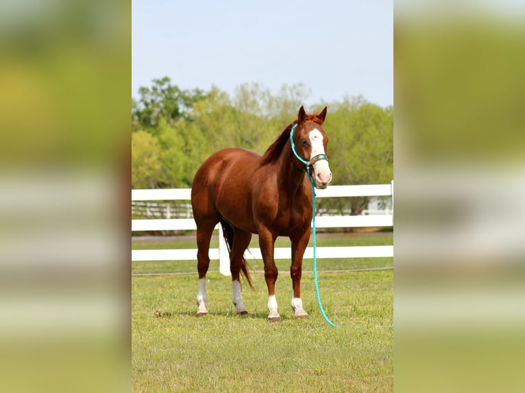 Quarter horse américain Hongre 9 Ans 150 cm Alezan cuivré in Lipan