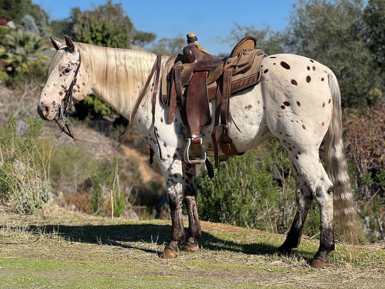 Quarter horse américain Hongre 9 Ans 150 cm Blanc in Lincoln CA